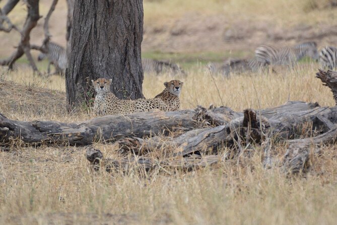 7-Day North Tanzania Classic Safari - Day 6: Olduvai Gorge, Maasai Culture, and Ngorongoro Crater