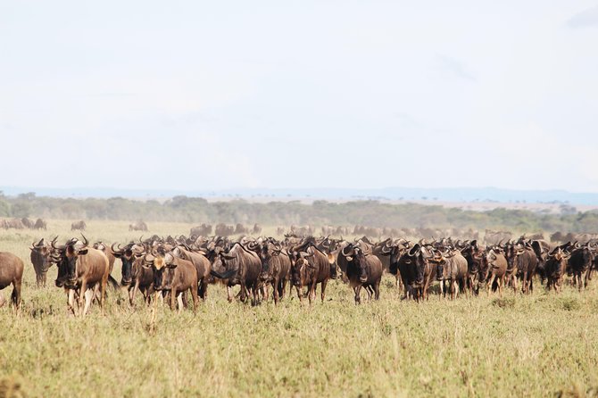 7-Day Premium Luxury Tanzania Safari All-Inclusive - The Serengeti Gets the Time It Needs