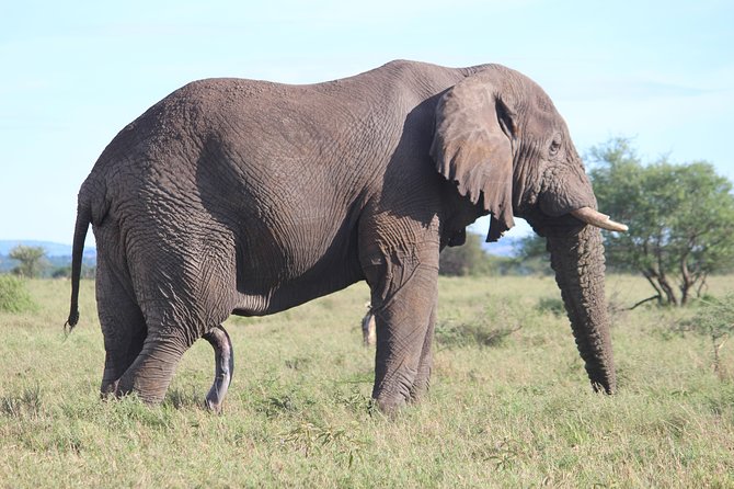 7-Day Premium Luxury Tanzania Safari All-Inclusive - A Full Serengeti Day Rewards Patience