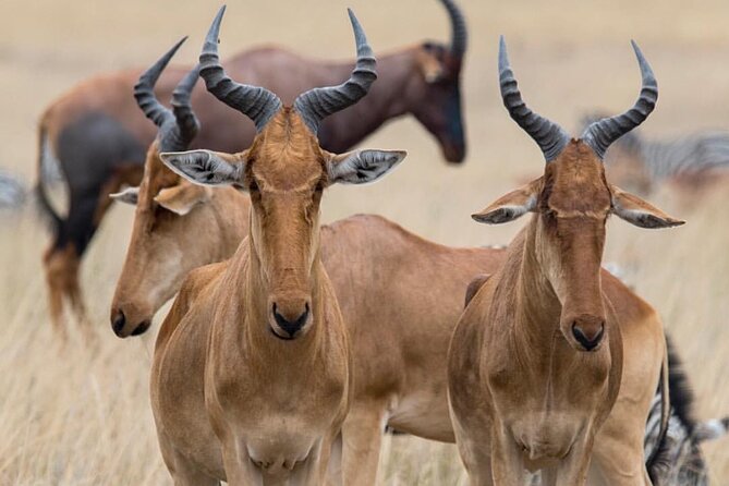 7-Day Private midrange Tour in Arusha with Airport Pickup - Day 3: Crossing the highlands into Serengeti