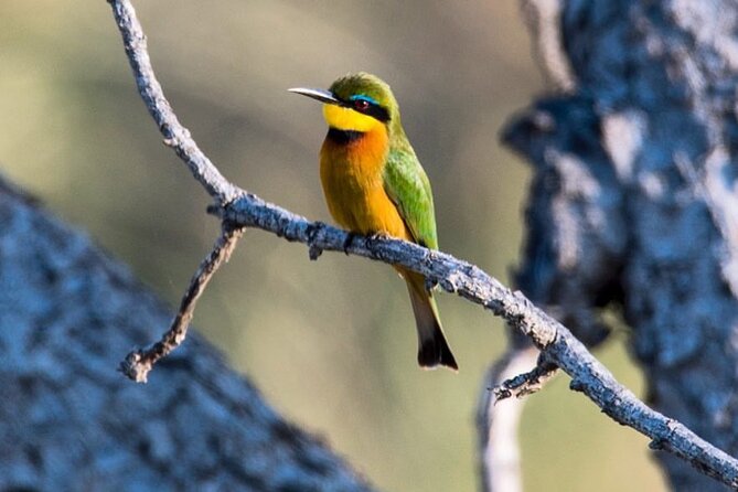 7-Day Private midrange Tour in Arusha with Airport Pickup - Days 4 and 5: Two full days in central Serengeti