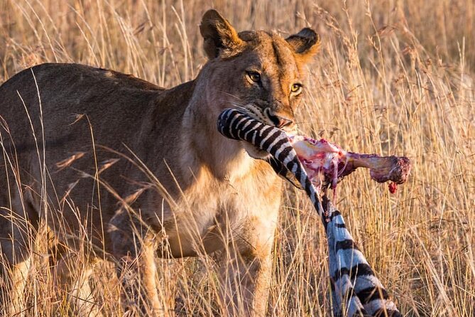 7-Day Private midrange Tour in Arusha with Airport Pickup - The private vehicle and guide experience
