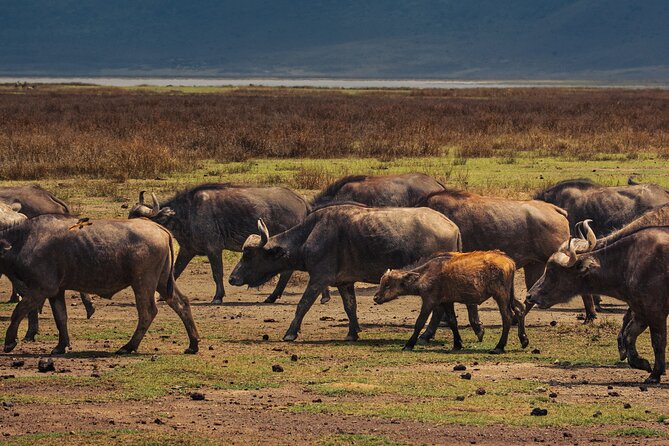 7 Day Safari in Tanzania National Parks - Days 2 and 3: Tarangire’s Elephants and Unusual Species