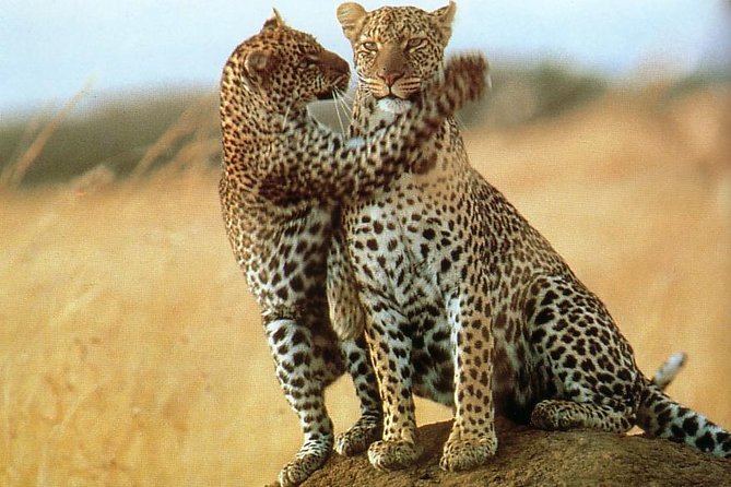7-Day Safari (Including Serengeti) & Zanzibar Extension - Day 3: Sunrise in the Serengeti, then Ngorongoro