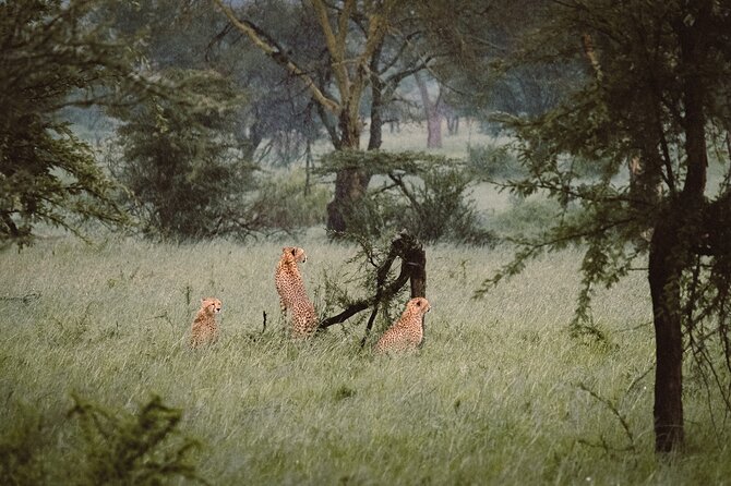 7-Day Tanzania Odyssey Safari- High End Tour - Why this safari earns its high price
