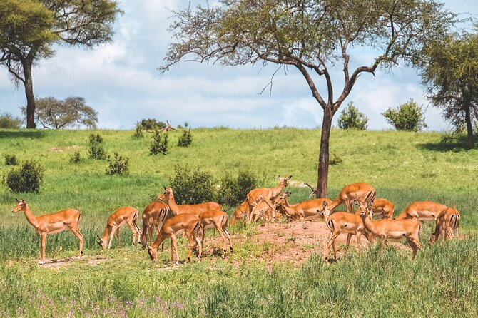 7-Day Tanzania Odyssey Safari- High End Tour - Day 2: Elephants and baobabs in Tarangire