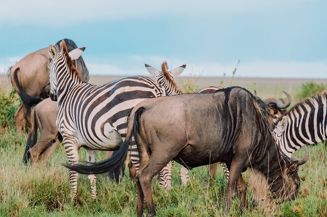7-Day Tanzania Odyssey Safari- High End Tour - Day 4: Central Serengeti and the migration story