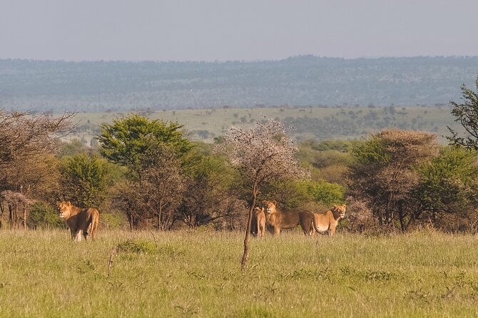 7-Day Tanzania Odyssey Safari- High End Tour - Days 5 and 6: Two chances in the Mara area