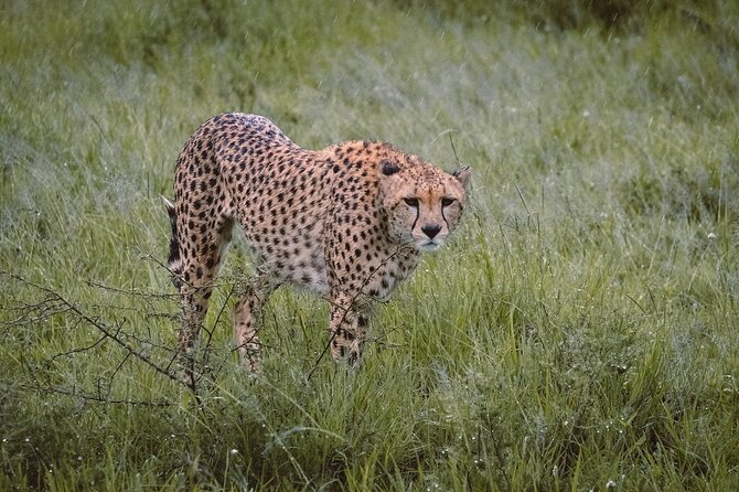 7-Day Tanzania Odyssey Safari- High End Tour - Day 1: A calm start in Arusha