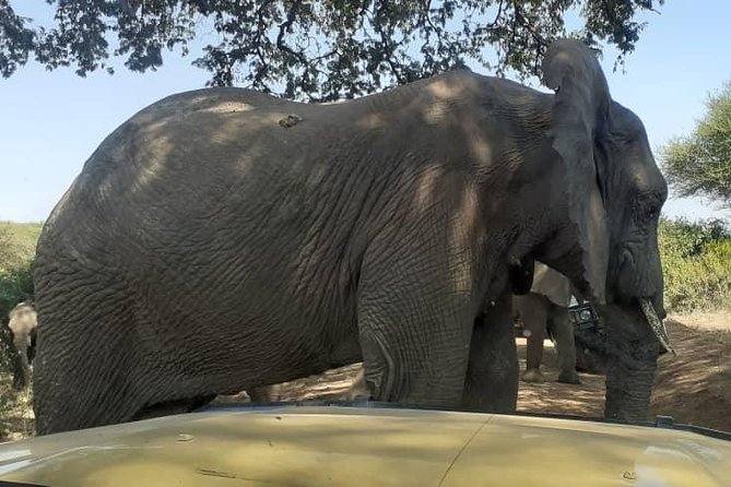 7 Day Tanzania visiting Arusha, Lake Manyara, Serengeti, Ngorongoro & Tarangire - Day 1: Arusha National Park beneath Mount Meru