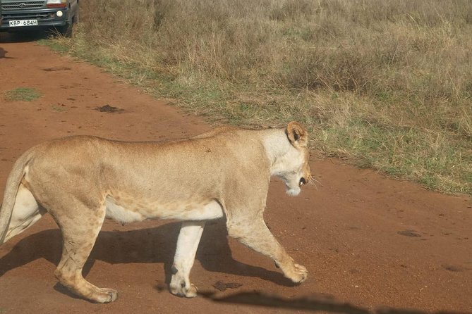7 Day Tanzania visiting Arusha, Lake Manyara, Serengeti, Ngorongoro & Tarangire - Day 5: From the Serengeti to Ngorongoro’s crater rim