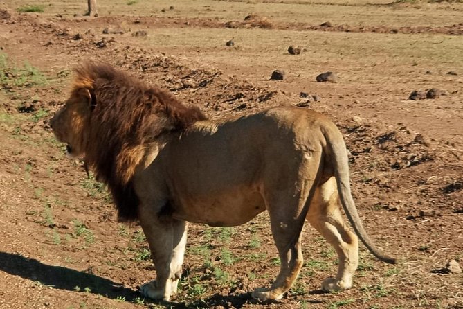 7 Day Tanzania visiting Arusha, Lake Manyara, Serengeti, Ngorongoro & Tarangire - Day 6: Five hours on the Ngorongoro Crater floor