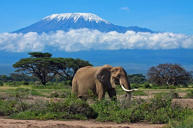 7 Days Best Luxury Safari To Tanzania - What the seven days really cover