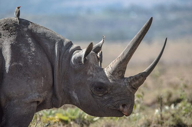 7 Days Best Luxury Safari To Tanzania - Day 3: Lake Manyara, village life, and optional activity time