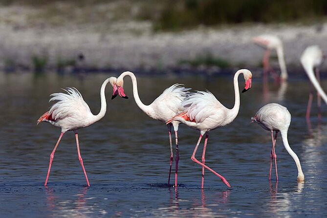 7 Days Best Luxury Safari To Tanzania - Day 4: Inside the Ngorongoro Crater