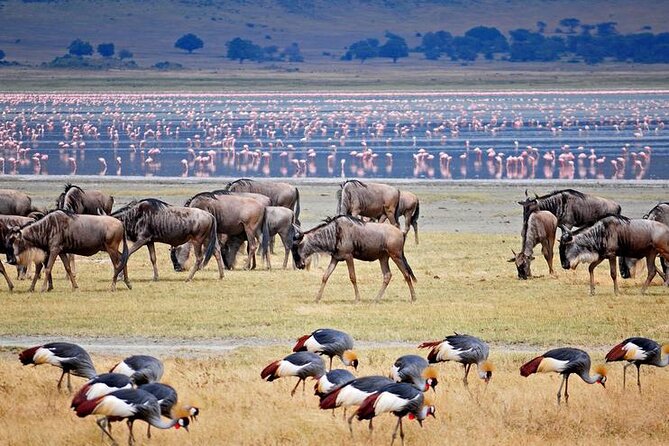 7 Days Best Luxury Safari To Tanzania - Day 5: Moving into the Serengeti