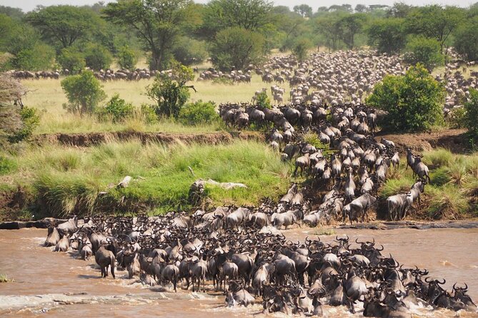 7 Days Best Luxury Safari To Tanzania - Day 6: A full Serengeti game-drive day
