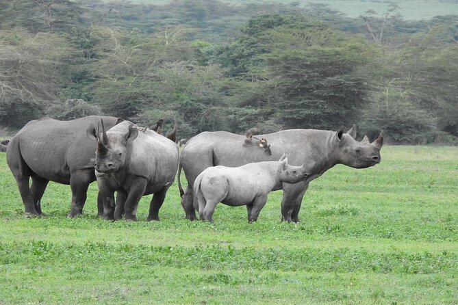 7 Days Elephant Safari Experience in Arusha - Why the January to March season matters