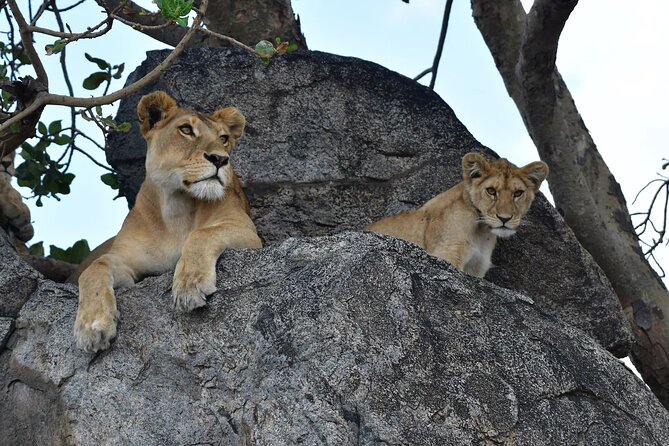 7 Days Elephant Safari Experience in Arusha - Day 7: Airport transfer and possible extensions