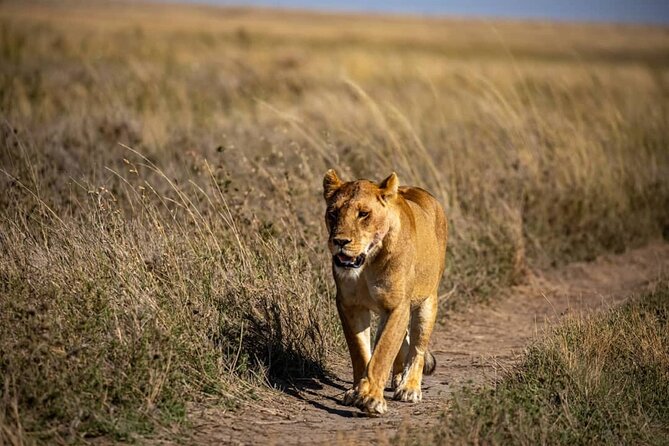 7 Days Elephant Safari Experience in Arusha - Accommodation, meals, and the real value of $2,995