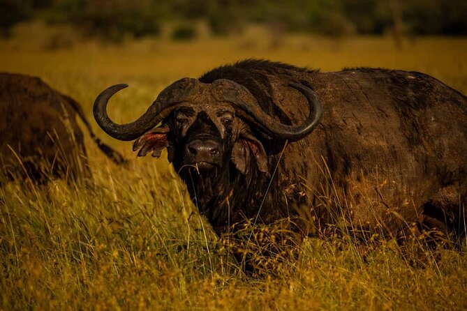 7 Days Elephant Safari Experience in Arusha - Day 2: Elephants and river country in Tarangire