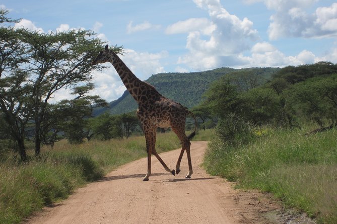 7 - Days Fascinating Tanzania Safari - Why this northern Tanzania route works