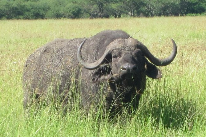7 - Days Fascinating Tanzania Safari - Arrival in Arusha and getting organized
