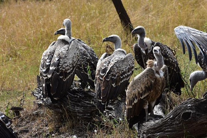 7 Days: Great Migration Mara River Crossing(manyara, Ngorongoro And Serengeti) - Why this safari works as a seven-day route