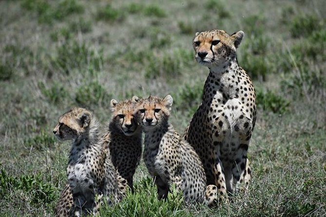 7 Days: Great Migration Mara River Crossing(manyara, Ngorongoro And Serengeti) - Day 4: Seronera, lions, cheetahs, and leopard country