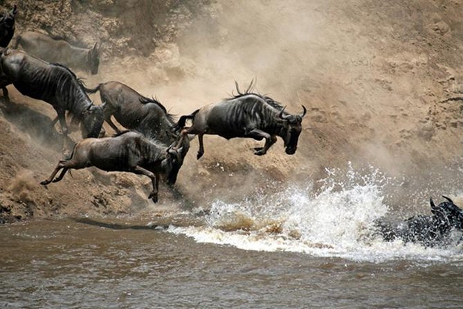 7 Days: Great Migration Mara River Crossing(manyara, Ngorongoro And Serengeti) - Day 2: Lake Manyara’s forest and climbing lions