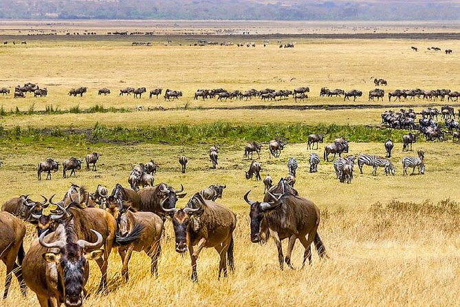 7 days great migration safari - Day 3: A full day among Northern Serengeti herds