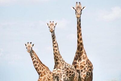 7 days great migration safari