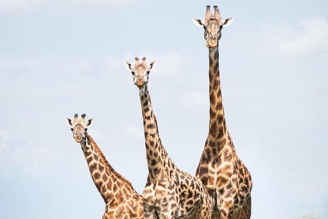 7 days great migration safari - Day 1: Lake Natron and the Rift Valley Escarpment