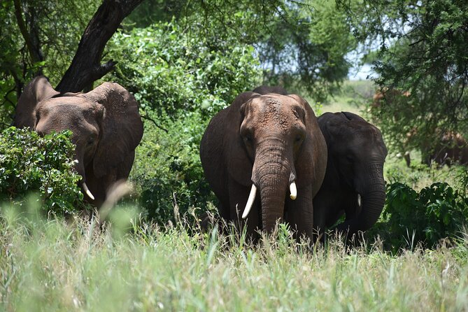7 Days Highlight of Tanzania Mid-Range Standard - Arusha to Tarangire: an elephant-filled first day