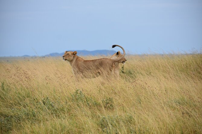 7 Days Highlight of Tanzania Mid-Range Standard - Ngorongoro Crater and the 610-meter descent