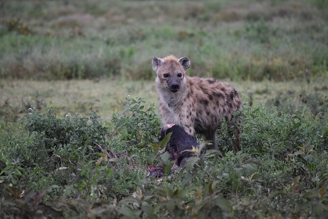 7 Days Highlight of Tanzania Mid-Range Standard - Entering the Serengeti on day three