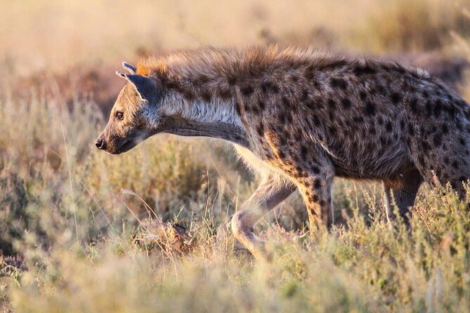 7 Days Journey of the Wildebeest – Luxury Holidays Serengeti - Day 1: Lake Manyara and the Great Rift Valley