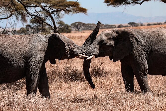 7 Days Journey of the Wildebeest – Luxury Holidays Serengeti - Day 3: A second search around Seronera