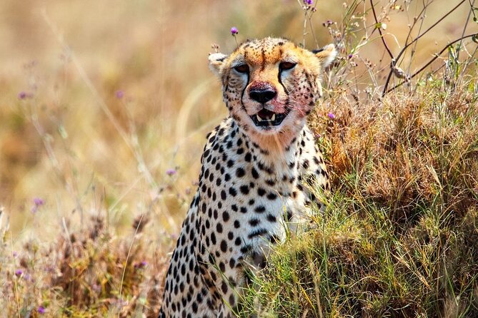 7 Days Journey of the Wildebeest – Luxury Holidays Serengeti - Day 2: Leaving the highlands for the Serengeti