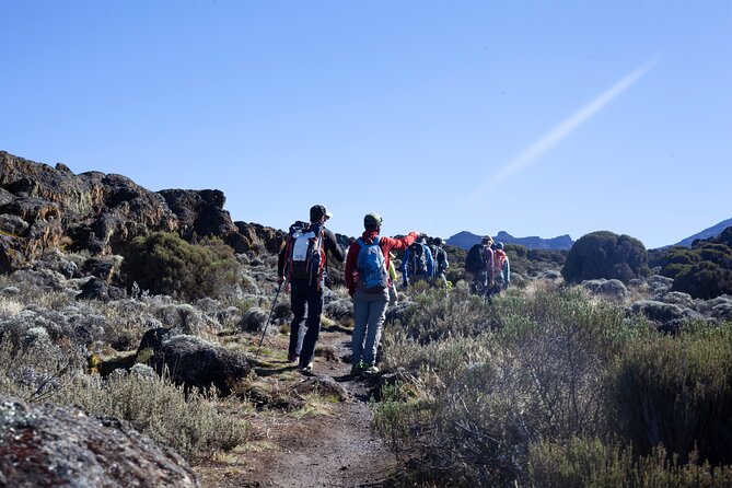 7 Days Kilimanjaro Climbing | Hiking Tour via the Lemosho Route - Day 3: Lava Tower and the Shira Plateau