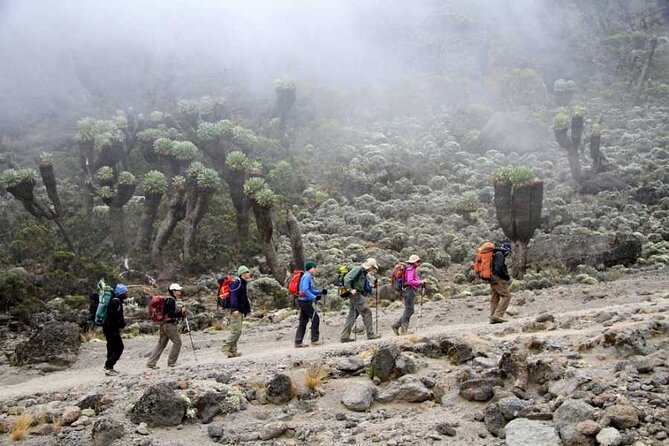 7 Days Kilimanjaro Trekking Machame Route with Professional Guide - Day two enters Kilimanjaro’s rainforest
