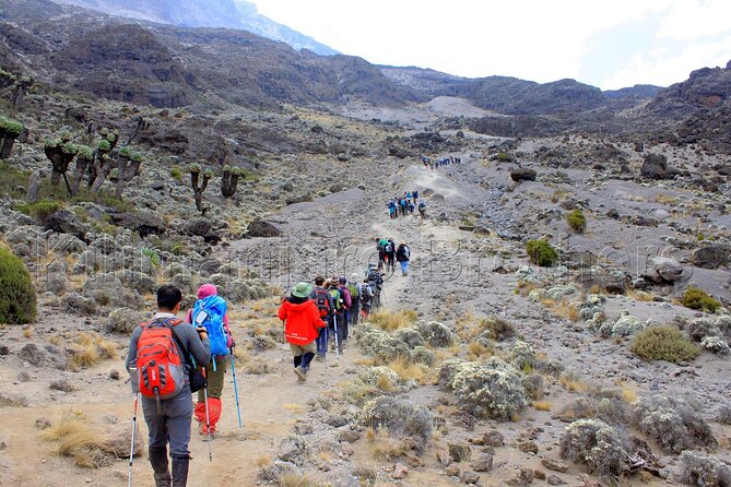7 Days Kilimanjaro Trekking Machame Route with Professional Guide - Summit night reaches Stella Point and Uhuru Peak