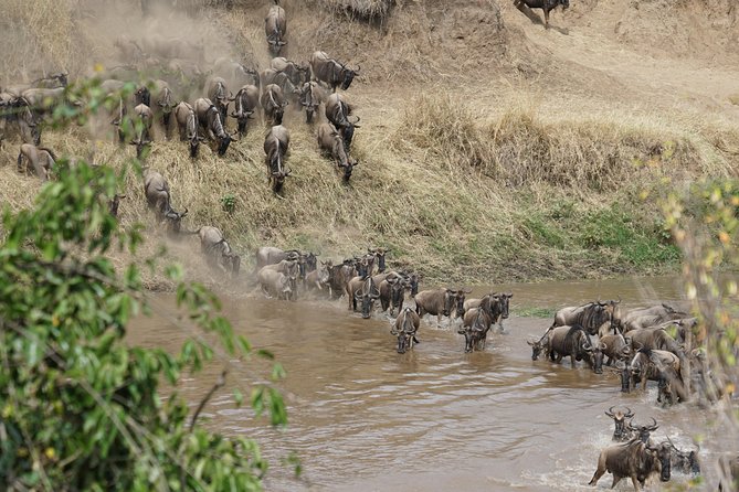 7 Days Migration Crossing in Mara River Northern Serengeti - Why the Mara River Crossing Matters