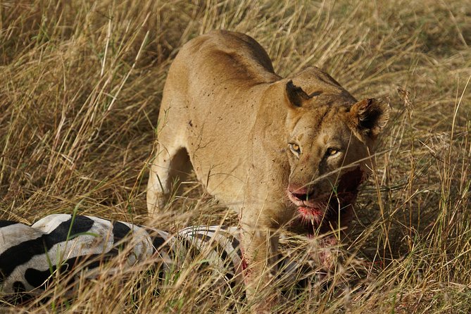 7 Days Migration Crossing in Mara River Northern Serengeti - Day 3: Searching Northern Serengeti for the Herds