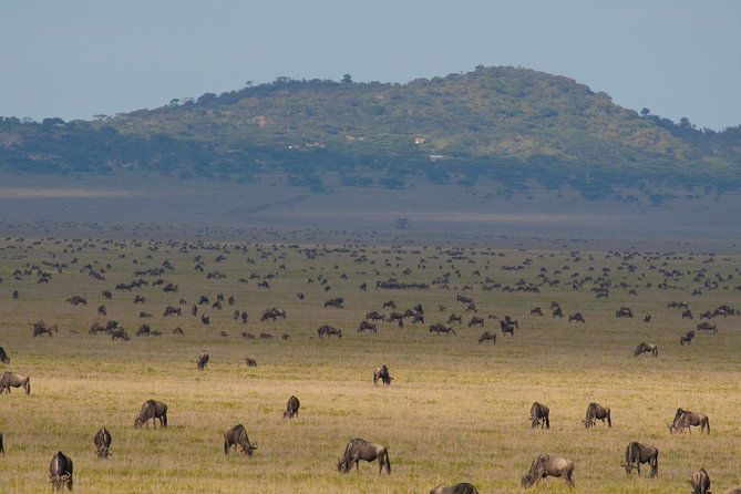 7 Days Migration Crossing in Mara River Northern Serengeti - Day 7: Airport Transfer and a Possible Kilimanjaro View