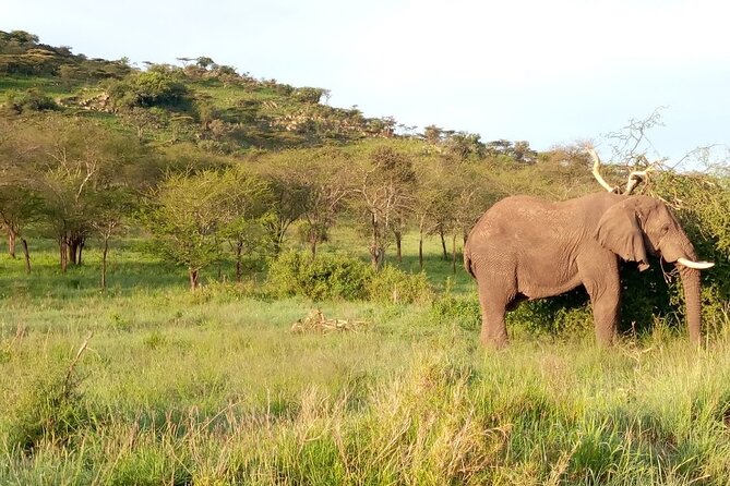 7 days Mt Kilimanjaro,Tarangire NP, Ngorongoro, Serengeti NP, Lake Manyara NP - Day 4: Two Serengeti game drives in one day