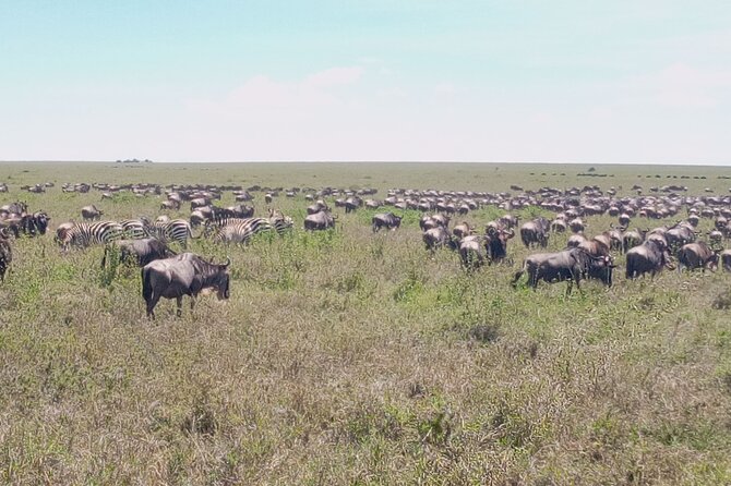 7 days Mt Kilimanjaro,Tarangire NP, Ngorongoro, Serengeti NP, Lake Manyara NP - Day 5: From the Serengeti to Ngorongoro