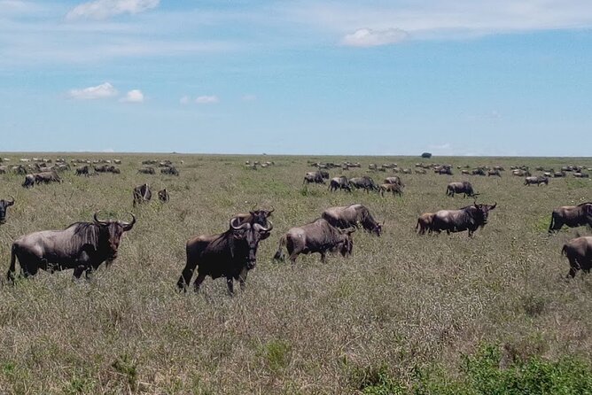 7 days Mt Kilimanjaro,Tarangire NP, Ngorongoro, Serengeti NP, Lake Manyara NP - Day 7: Lake Manyara’s forest, birds, and tree-climbing lions