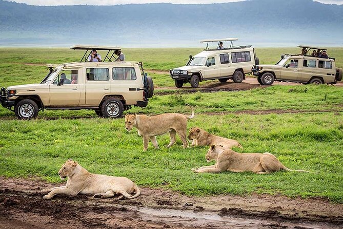 7-Days Private Midrange Safari; Serengeti & Ngorongoro Crater - Day Four: Two Game Drives Across the Serengeti
