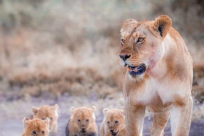 7 Days Private Safari in Tanzania - Four parks, four very different safari experiences